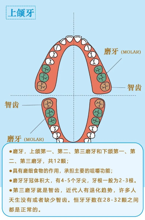 美悦大课堂 ▏牙齿矫正第一步：认识牙齿